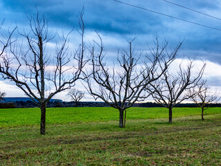 Baumgrundstück mit Obstbäumen im Winter