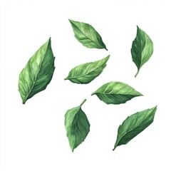 Fototapeta premium Falling basil leaves, white background, food design