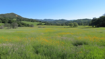 Obraz premium Sunny Day Wildflower Meadow Landscape