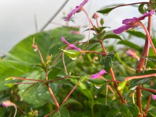 pink and yellow flowers