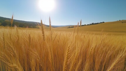Golden Wheat Field Under Bright Sunlight Rural Landscape