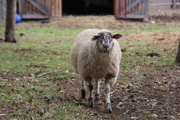 Obraz premium sheep in a field, Fort Edmonton Park, Edmonton, Alberta