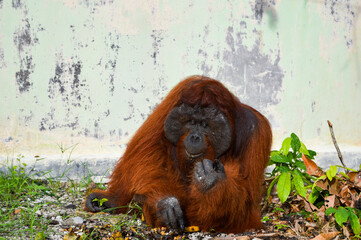 Obraz premium Bornean Orangutan, Pongo pygmaeus, in Tanjung Puting National Park, Kalimantan, Indonesia.