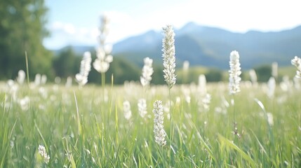 Obraz premium Mountain meadow wildflowers, summer sun