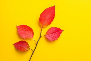 Autumn leaves with yellow background.