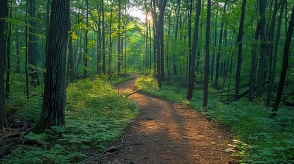 Sunlight filters through a dense forest, illuminating a winding path. AI generative. .