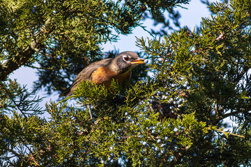 American Robin feeding on juniper berries, Canada.
