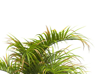 palm Tree Leaves isolated on transparent background. Hyophorbe verschaffeltii. cutout palm tree leaves PNG. palm tree with green leaves on white background. Isolated palm tree on PNG background.