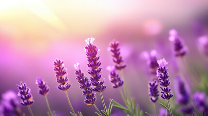 Naklejka premium Lavender flowers in field, showcasing vibrant purple hues and soft sunlight. serene atmosphere evokes sense of calm and tranquility, perfect for relaxation and nature lovers