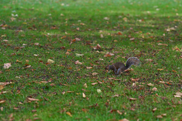 Squirrels foraging on a grassy area covered in autumn leaves during a peaceful afternoon stroll