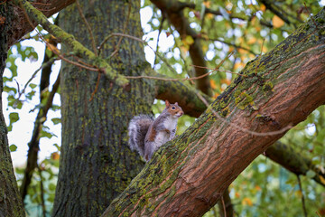 Squirrel perched on a tree branch in a lush forest during early morning light