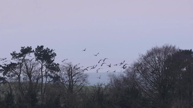 Migrated lapwings in slow motion over the Marlborough Downs in Wiltshire, England.