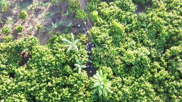 Pessoas no meio da planta&ccedil;&atilde;o de cacau em Rond&ocirc;nia, Brasil