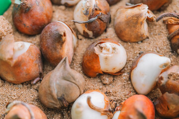 Tulip bulb in the sand close-up. Planting tulips.Flower bulbs set in green planting baskets.Spring bulbous flowers planting. process of planting bulbous perennial flowers.