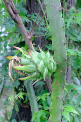 Close-Up of Young Dragon Fruit on Cactus Plant in Natural Environment