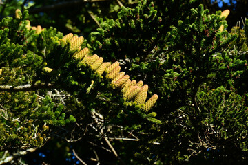 きれいに揃うモミの木の松ぼっくり