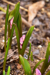 Fototapeta premium ピンクのチオノドクサのつぼみ