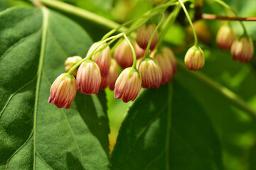 サラサドウダンの花　アップ