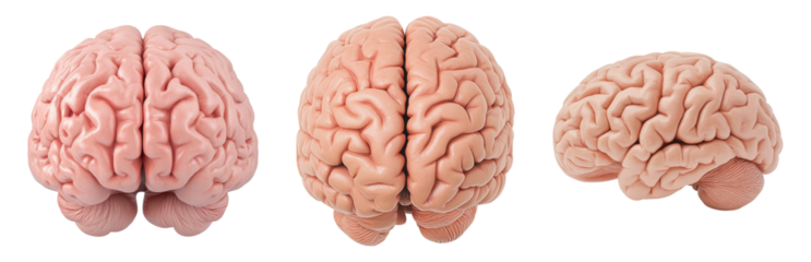 Detailed Brain Anatomy Models in View Isolated on transparent background