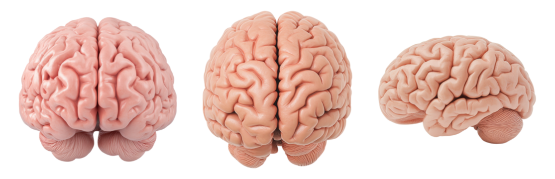 Detailed Brain Anatomy Models in View Isolated on transparent background