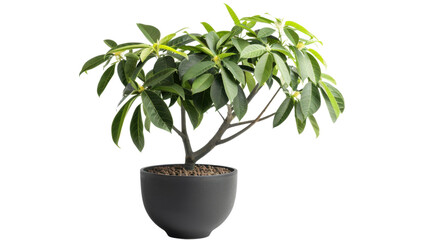 Schefflera arboricola potted plant with transparent background