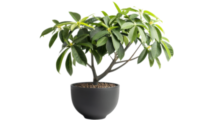 Schefflera arboricola potted plant with transparent background