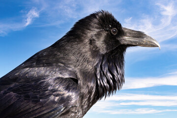 Raven portrait against blue sky. A raven is any of several larger-bodied passerine bird species in the genus Corvus