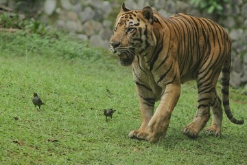 A Bengal tiger walking around in the grass in the morning