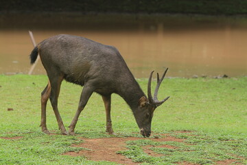A male sambar deer is grazing during the day