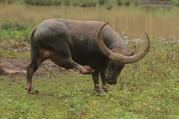Obraz premium a male buffalo grazing during the day