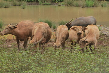 albino male buffalo grazing during the day