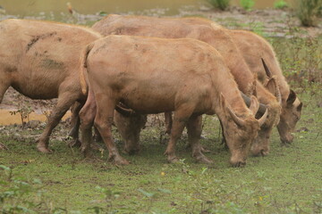 albino male buffalo grazing during the day