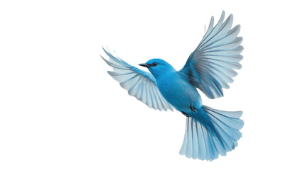 Obraz premium Blue bird flying with open wings on transparent background
