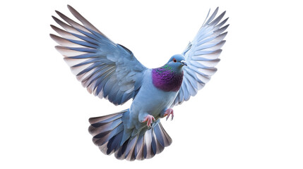 Obraz premium Pigeon flying with open wings on transparent background
