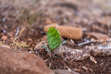 Small cactus sprouting in dry, rocky soil with blurred background.