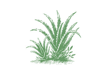 Aloe Vera Plant hand drawn sketch vector illustration isolated