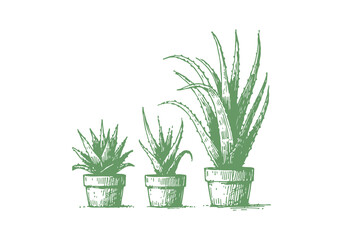 Aloe Vera Plant hand drawn sketch vector illustration isolated