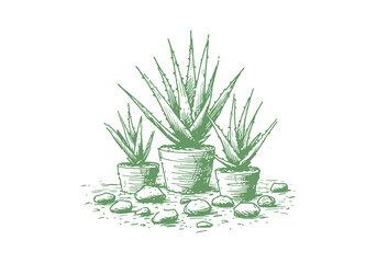 Aloe Vera Plant hand drawn sketch vector illustration isolated