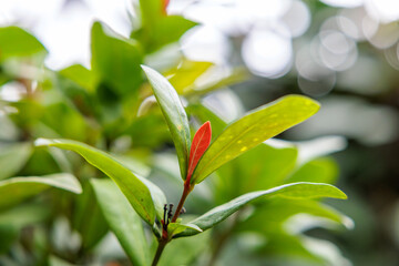 Obraz premium Close up of red Cygium paniculatum leaves