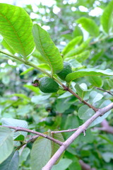 Close-Up of Young Guava Fruit on Tree Branch with Lush Green Leaves in Natural Setting