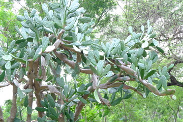 Tall Cactus Tree with Thick Branches and Lush Greenery in Natural Habitat
