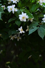 close-up of plant with white flowers and dark green leaves, jasmine, fresh natural look, floral background, copy space. gardening, spring, natural beauty, calendar, website design, book cover concept.