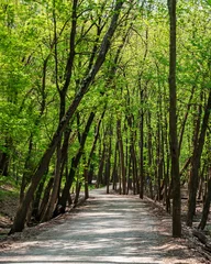 Pathway through a woodland area of Creve Coeur Park in Creve Coeur,  Missouri 