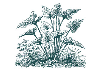 Elephant ears plant hand drawn sketch vector illustration isolated