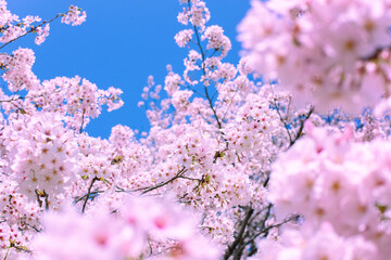 桜　青空