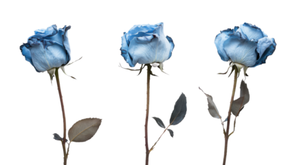 Three light blue roses withering on a transparent background