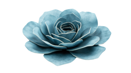 Light blue rose blooming with transparent background