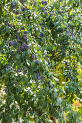 Ripe plums growing on tree in garden