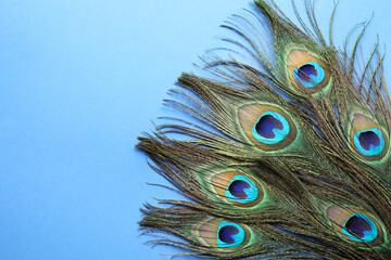 Fototapeta premium Many beautiful peacock feathers on blue background, top view. Space for text