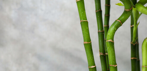 Beautiful decorative bamboo plant on blurred background, closeup. Space for text